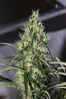 Tropical Seeds Company King Congo V4 - ein Foto von flashgordon