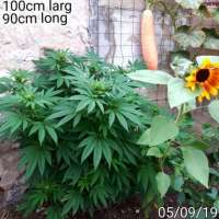 Tropical Seeds Company Red Afro - ein Foto von MOUSTAKI222