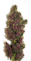 Tropical Seeds Company Smooth Smoke - ein Foto von admin