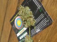 Tropical Seeds Company Towerful - ein Foto von manutara