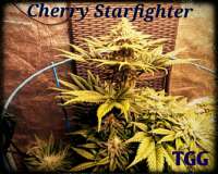 True Grit Genetics Cherry Starfighter - ein Foto von TrueGritGenetics