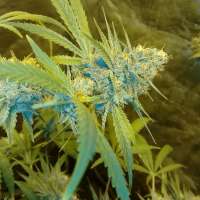 Bild von trumpseeds (Blue Cheese X Cali Orange Bud)