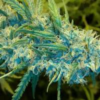 Trump Seeds Blue Knight - ein Foto von trumpseeds