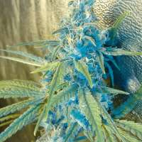 Trump Seeds Blue Ninja - ein Foto von trumpseeds