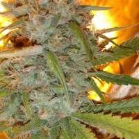 Bild von trumpseeds (Bruce Banner x Amnesia Haze)