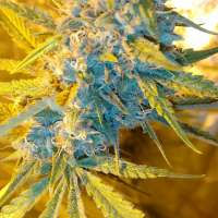 Bild von trumpseeds (Ghost Train Haze X Girl Scout Cookie X California Orange Bud)