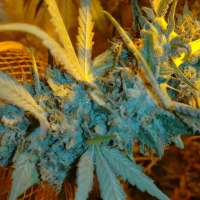 Bild von trumpseeds (Girl Scout Cookie)