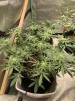 Bild von Okiegrowmie2 (Grape Ape Cookies)