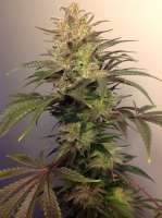 Unknown or Legendary 88 G-13 HashPlant - ein Foto von KlauiDK