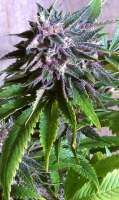 Unknown or Legendary Black Cherry Soda - ein Foto von Breeder