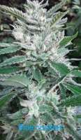 Unknown or Legendary Blue Cookies - ein Foto von jthune