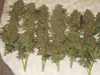 Unknown or Legendary Grand Daddy Purple - ein Foto von blzbob