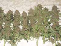 Unknown or Legendary Grand Daddy Purple - ein Foto von blzbob