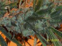 Unknown or Legendary Hells Angel OG - ein Foto von den2be