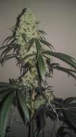 Unknown or Legendary Las Vegas Lemon Skunk - ein Foto von AntidoteMan