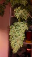 Unknown or Legendary Las Vegas Lemon Skunk - ein Foto von AntidoteMan