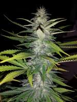 Unknown or Legendary Pineapple Kush - ein Foto von edot13