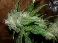 Bild von ryanjstewart282 (Sour Diesel)