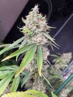 Bild von WhizkidLabs (Sour Diesel)