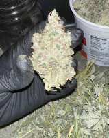 Pic for Sour Diesel (Unknown or Legendary)