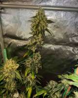 Unknown or Legendary Sour Diesel - ein Foto von WhizkidLabs