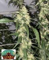 Unknown or Legendary Uptown Haze - ein Foto von Grower9908