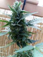 Unleashed Genetics Auto Pineapple Blue Dwarf - ein Foto von ElmoUnleashed