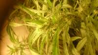 VIP Seeds Cheese - ein Foto von speedx