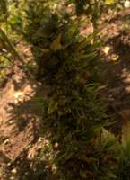 VIP Seeds Northern Delights - ein Foto von mitri