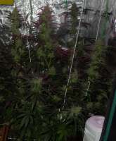 VIP Seeds Taison - ein Foto von DelicateSounds