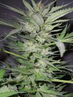 Venus Genetics Double Cheese - ein Foto von thcexohuman