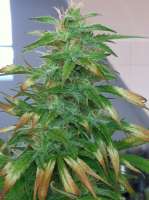 Venus Genetics White Chocolate - ein Foto von loveweed7833