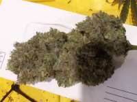 Victory Seeds Chocodope - ein Foto von Grower211