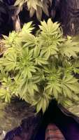 Vision Seeds Big Bud - ein Foto von 420vizions