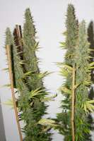 Vision Seeds Blue Power - ein Foto von Luminator