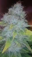 Vision Seeds Blue Power - ein Foto von Luminator