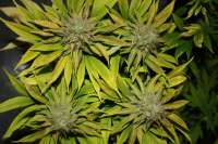 Vision Seeds Blue Power - ein Foto von Luminator