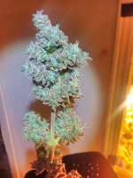 Vision Seeds Blueberry Bliss Auto - ein Foto von PotHeadMason