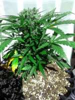 Vision Seeds Delhi Cheese - ein Foto von beggo