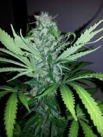 Bild von drogenbeauftragter (Jack Herer)