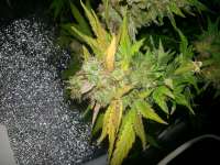 Vision Seeds NY Diesel - ein Foto von happyhippiegenetics