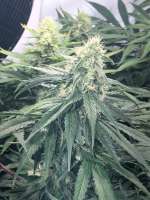 Vision Seeds Russian Snow - ein Foto von FlipHasjkip