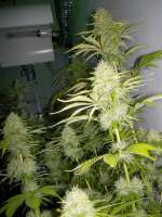 Bild von WhiteyB (Super Skunk)