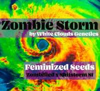 White Clouds Genetics Zombie Storm - ein Foto von WhiteCloudsDan