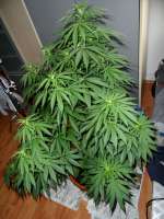 Bild von William (Afghan Kush)