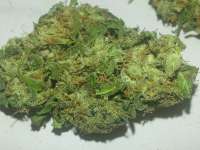 Bild von KushIsGood (Afghan Kush)