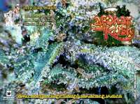 Bild von Justin108 (Afghan Kush)