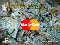 Bild von Justin108 (Master Kush)