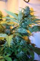 Bild von freigras (Super Skunk)