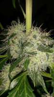 Bild von SirSuperSkunk (Super Skunk Automatic)